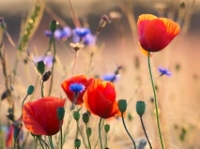 �������