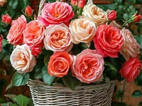 �������